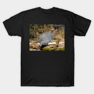 Guinea T-Shirt